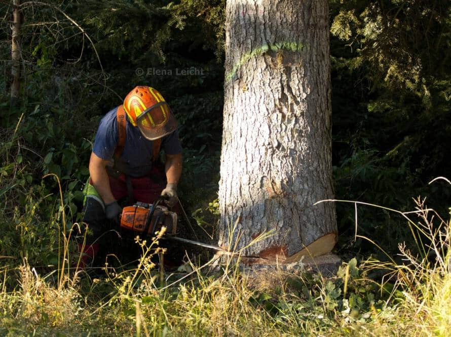 Baum fällen mit Motorsäge