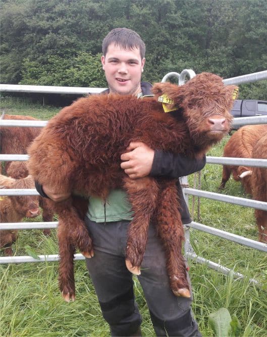 Rinder Kalb Fabian