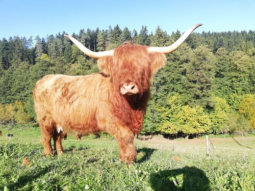 Rind Clara Wald