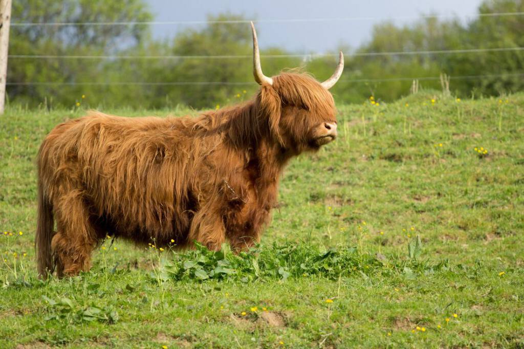 Rind weidenzaum wiese