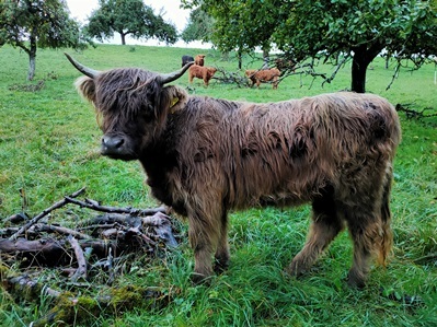 Hochlandrind Baum Wiese