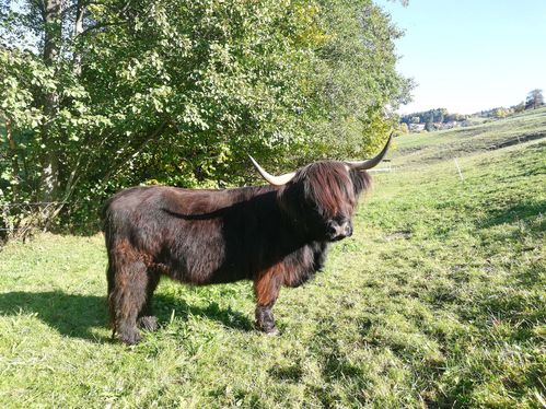 Rind laila sommer