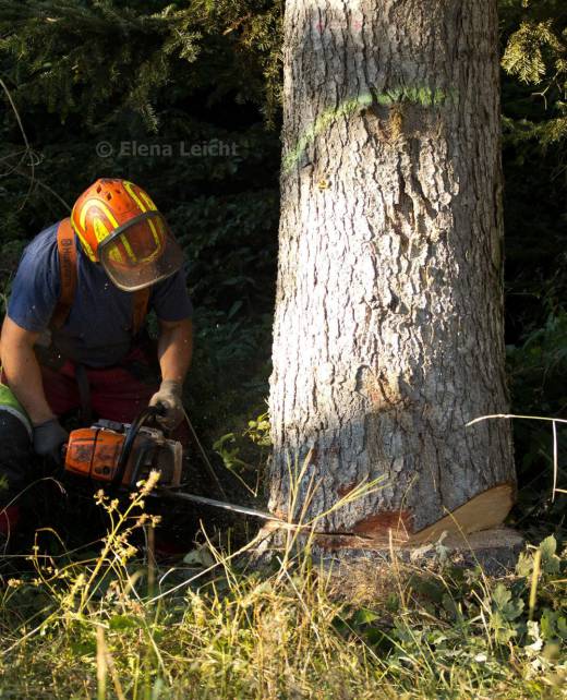Baum fällen mit Motorsäge
